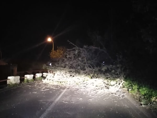 Albero cade in strada e blocca circolazione a Maina