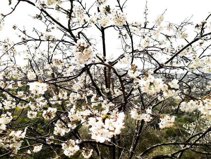 Buona Pasqua!